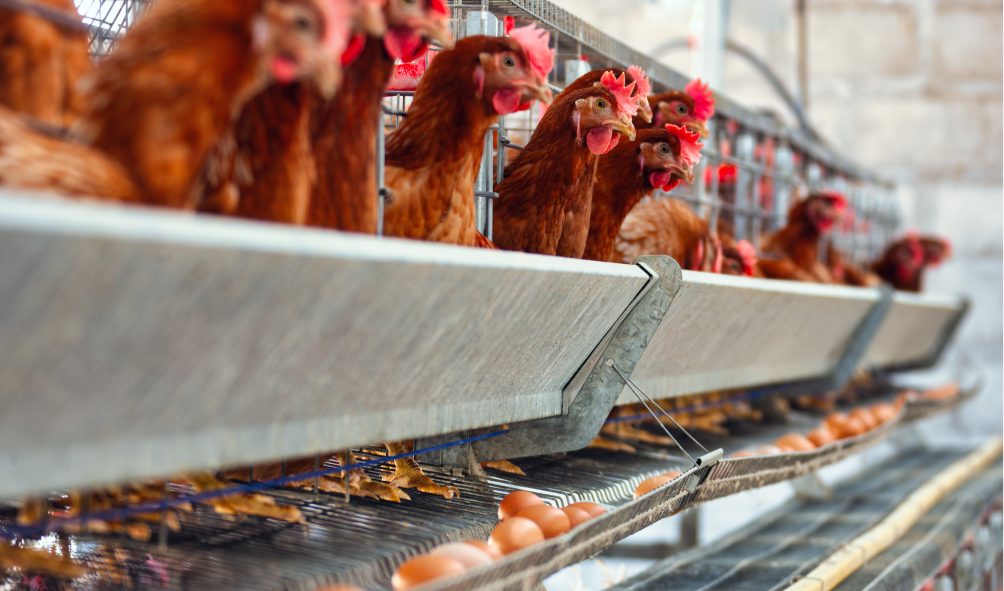 Is Eating Caged Chickens Bad for Your Health?